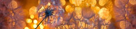 Кухонный фартук Мерцание Одуванчики золотистые 3 серебро в Берёзовке - beryozovka.katalogmebeli.com | фото 1
