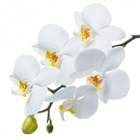 Стол обеденный Танго белый/Орхидея в Берёзовке - beryozovka.katalogmebeli.com | фото 3